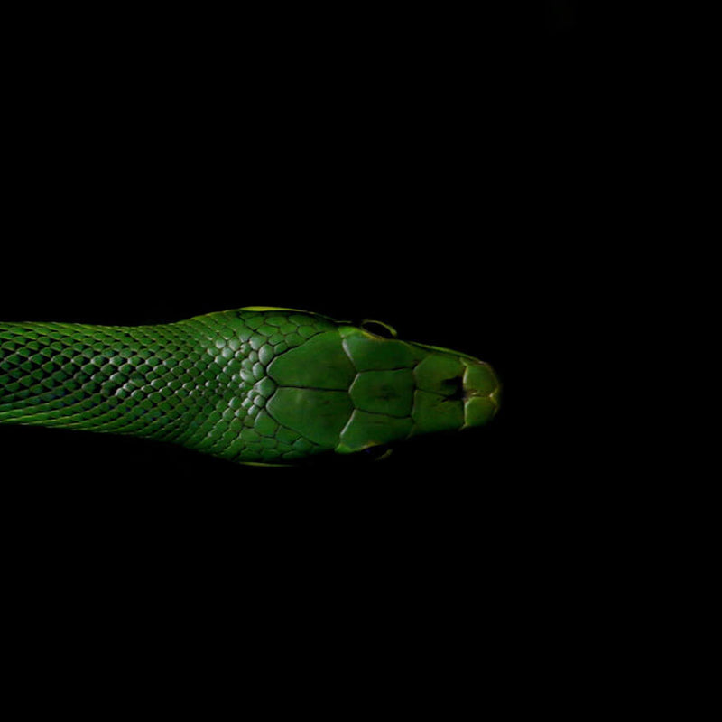 Lingerie by the Zodiac: Scorpio 2019