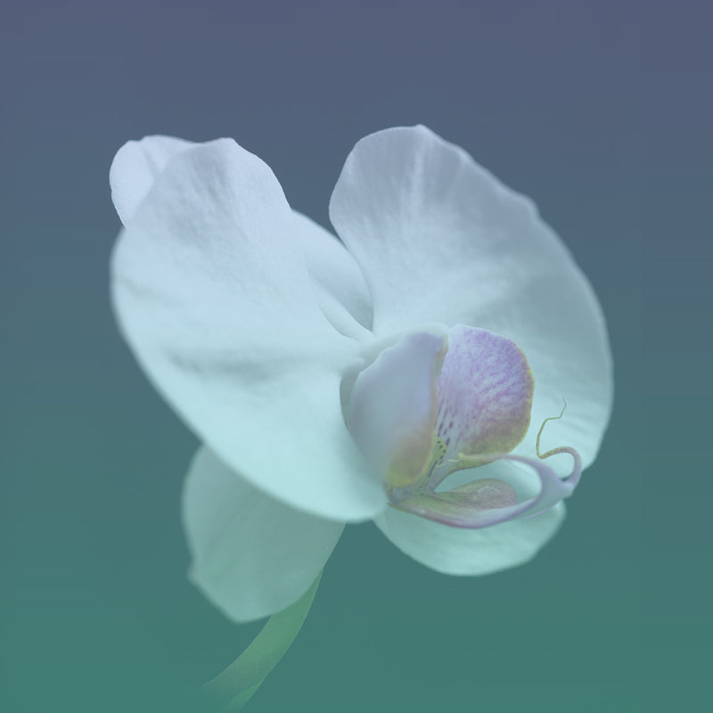 Close up of white orchid blooming with purple center. The outer white leaves are somewhat heart shaped. There is a semi transparent purple-green gradient applied on top of the image for a dreamy/hazy effect.